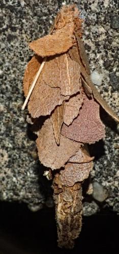Réf. 325 482 : Canephora hirsuta